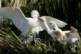 Snowy Egret chicks feeding