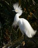 Snowy Egret