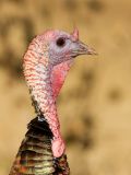 Wild Turkey