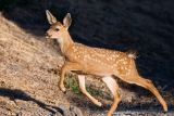 Mule Deer fawn