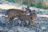 Mule Deer doe and 3 fawns