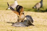 Red-shouldered Hawk killing coot 2