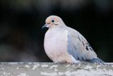 Mourning Dove