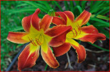 DayLilies.jpg