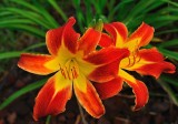 DayLily2.jpg