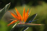 Bird of Paradise 200mmprime.jpg