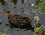 Wetlands4.jpg
