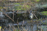 Wetlands18.jpg