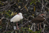 Wetlands127.jpg