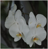 White Orchid.jpg