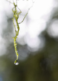Raindrop