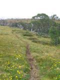 Alpine Track