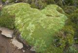 Moss