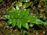 Fern
