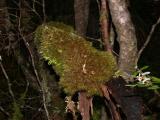 Moss