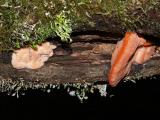 Fungi