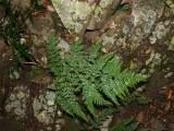 Fern