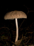 Life is a mushroom