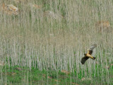 Hawks at Lake Hodges