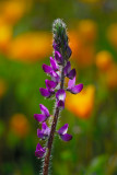 Lupine Against Poppies