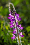 Backlit Lupine