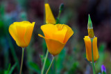 Poppy Cups