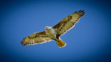 Extra Attraction - Locale Ferruginous Hawk Fly-Over