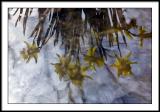 Daffodils in Natures Mirror