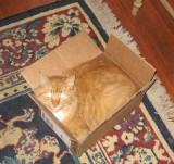 cat in a box.JPG