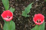 IMG_1262.JPG