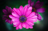 18 October - flower