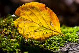 22 October - mossy shadows