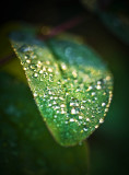 17 November - Morning dew