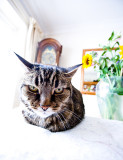 Cross cat