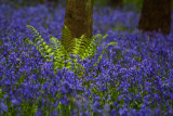 Fern amongst blue