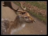 Knole Park