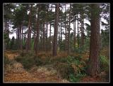 Bedgebury pines