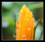 rain on the crocus