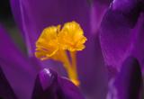 Crocus