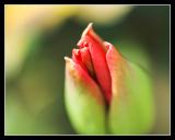 6 April - tulip beginnings