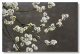 pussy willow