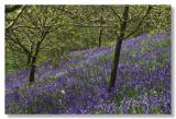 Bluebell Woods