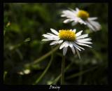 11 May - daisy