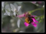 21 June - busy bee