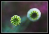 4 July - poppy heads