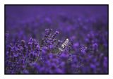Lavender Fields