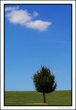 Tree & cloud