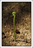 16 July - single fern