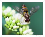 26 July - Hot Hoverfly