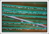 raindrops on the washing line!